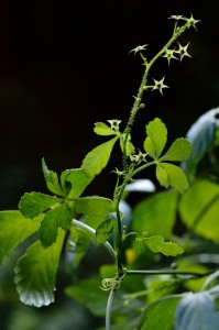 Jiaogula plant