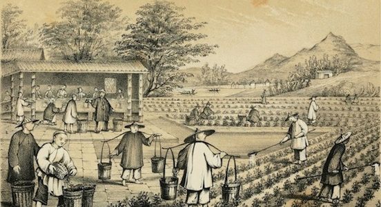 The History Of Tea